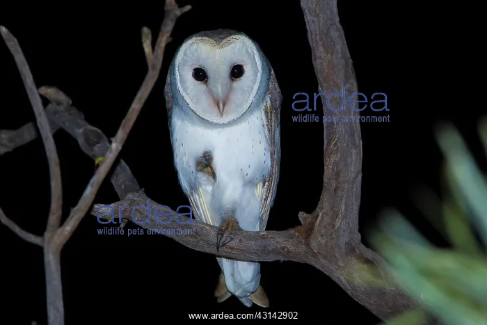 : Eastern Barn Owl : Eastern Barn Owl