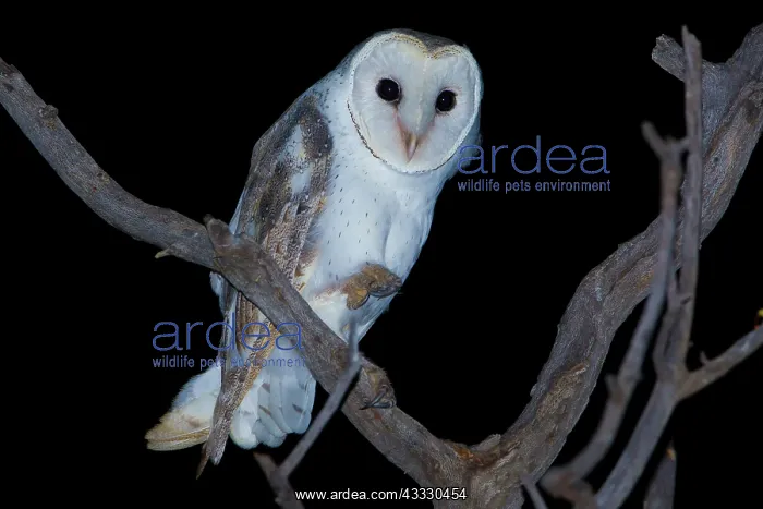 : Eastern Barn Owl : Eastern Barn Owl