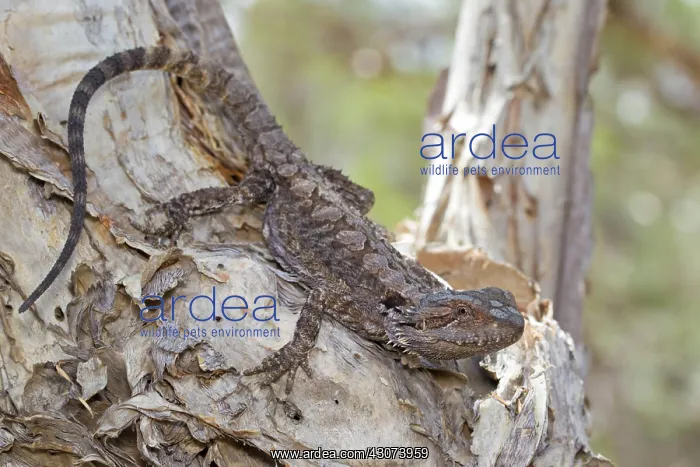 : Eastern Bearded Dragon : Eastern Bearded Dragon