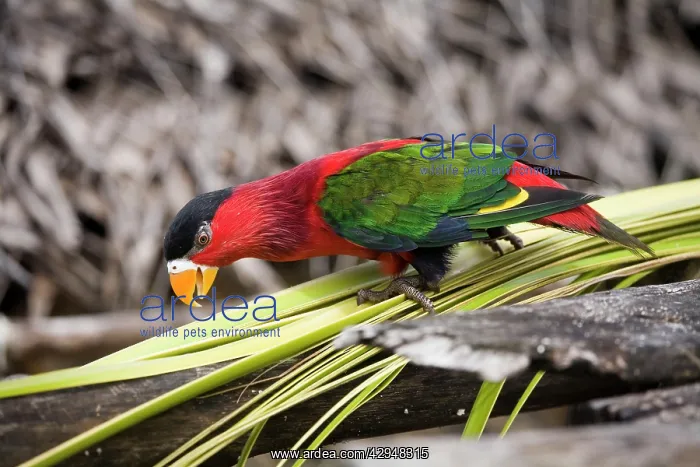 : Eastern Black-capped Lory : Eastern Black-capped Lory