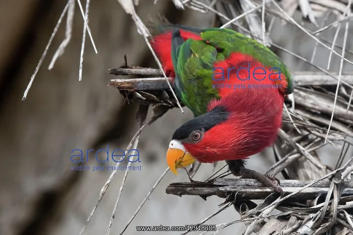 : Eastern Black-capped / Purple-bellied Lory : Eastern Black-capped / Purple-bellied Lory