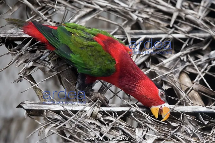 : Eastern Black-capped / Purple-bellied Lory : Eastern Black-capped / Purple-bellied Lory