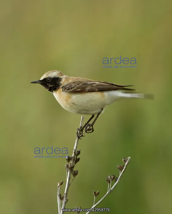 : Eastern Black-eared Wheatear - female : Eastern Black-eared Wheatear - female