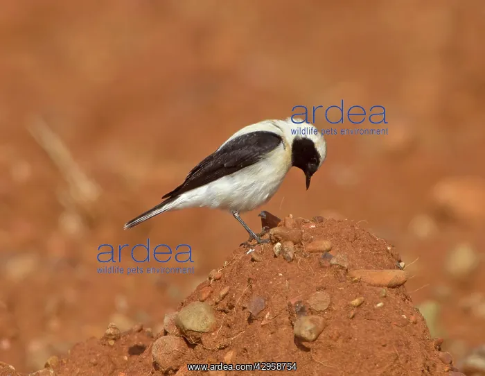 : Eastern Black-eared Wheatear - male : Eastern Black-eared Wheatear - male