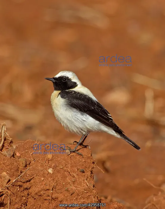 : Eastern Black-eared Wheatear - male : Eastern Black-eared Wheatear - male