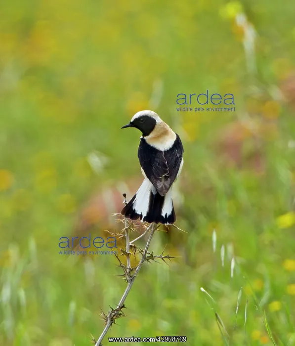 : Eastern Black-eared Wheatear - male perched with : Eastern Black-eared Wheatear - male perched with