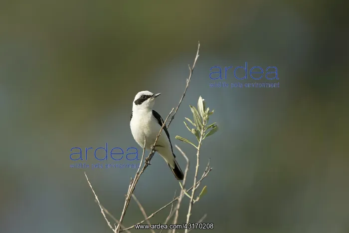 : Eastern Black-eared Wheatear (Oenanthe melanoleuca) : Eastern Black-eared Wheatear (Oenanthe melanoleuca)