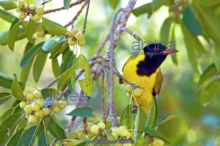 : Eastern Black-headed Oriole - attracted to ripening : Eastern Black-headed Oriole - attracted to ripening