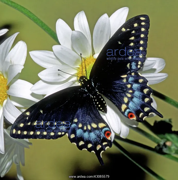 : Eastern Black Swallowtail : Eastern Black Swallowtail
