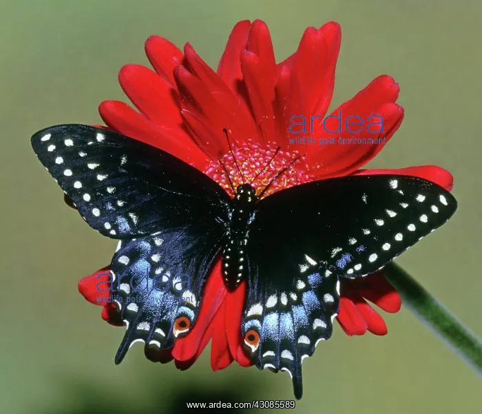 : Eastern Black Swallowtail : Eastern Black Swallowtail