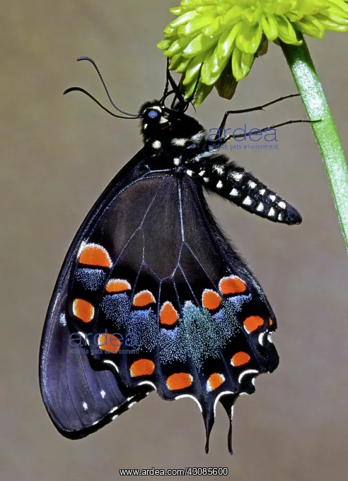 : Eastern Black Swallowtail : Eastern Black Swallowtail
