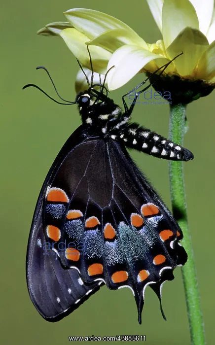: Eastern Black Swallowtail : Eastern Black Swallowtail