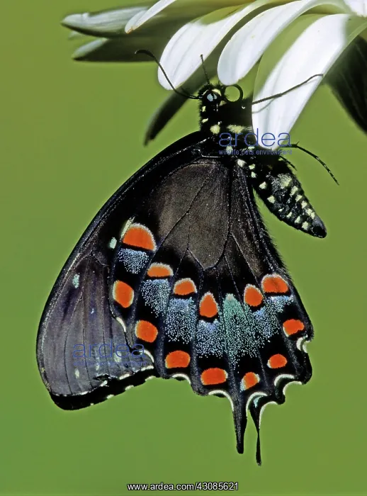 : Eastern Black Swallowtail : Eastern Black Swallowtail