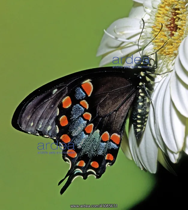 : Eastern Black Swallowtail : Eastern Black Swallowtail