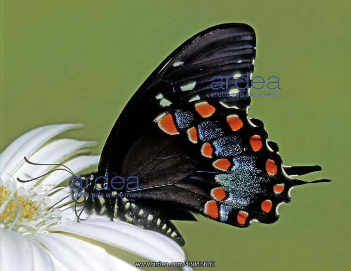 : Eastern Black Swallowtail : Eastern Black Swallowtail