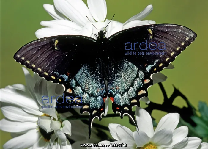 : Eastern Black Swallowtail : Eastern Black Swallowtail