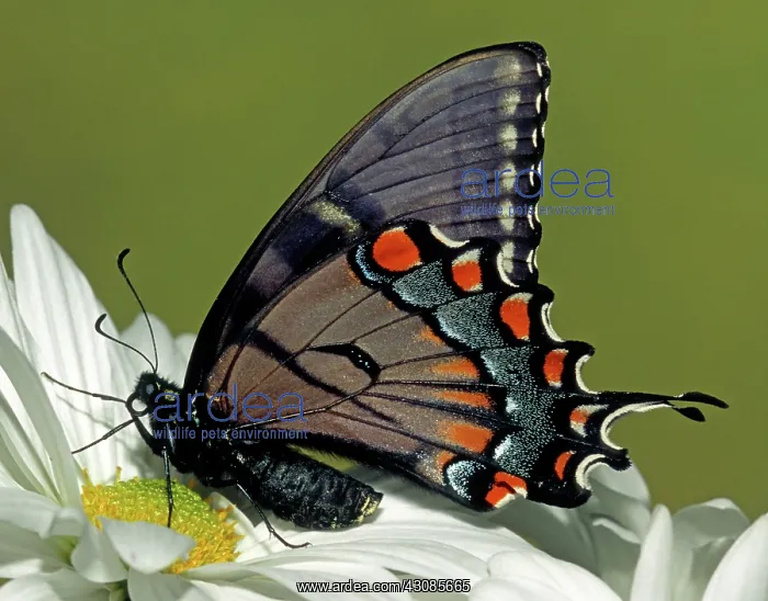 : Eastern Black Swallowtail : Eastern Black Swallowtail