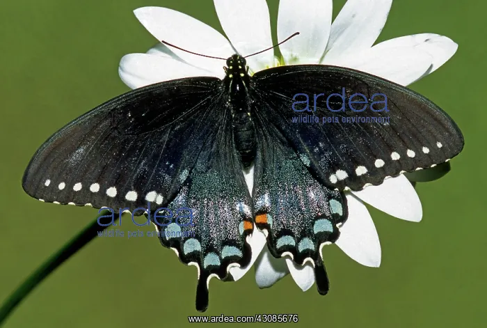 : Eastern Black Swallowtail : Eastern Black Swallowtail