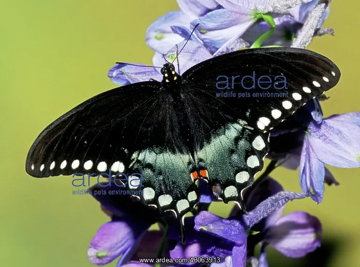 : Eastern Black Swallowtail Butterfly : Eastern Black Swallowtail Butterfly