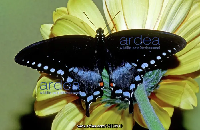  : Eastern Black Swallowtail Butterfly