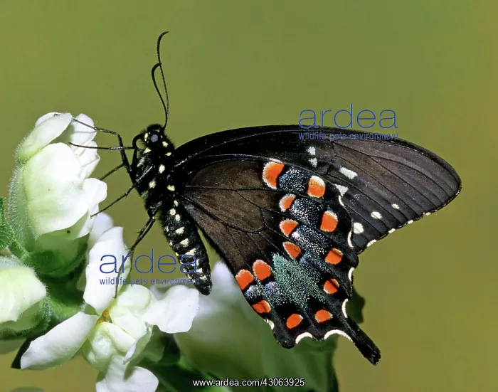 : Eastern Black Swallowtail Butterfly : Eastern Black Swallowtail Butterfly