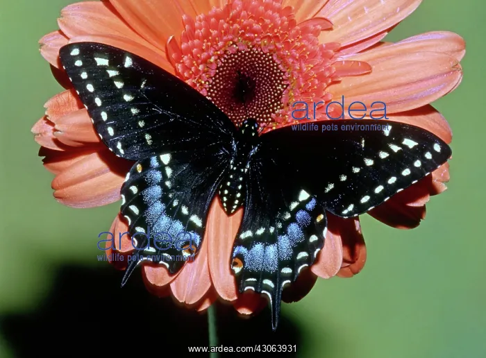 : Eastern Black Swallowtail Butterfly : Eastern Black Swallowtail Butterfly