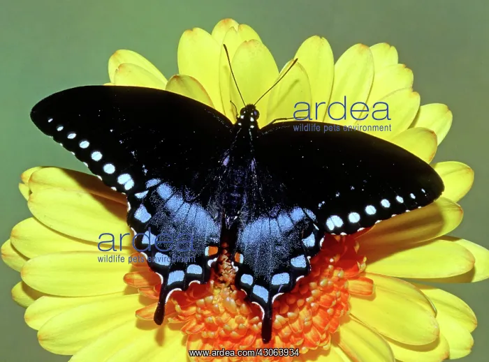 : Eastern Black Swallowtail Butterfly