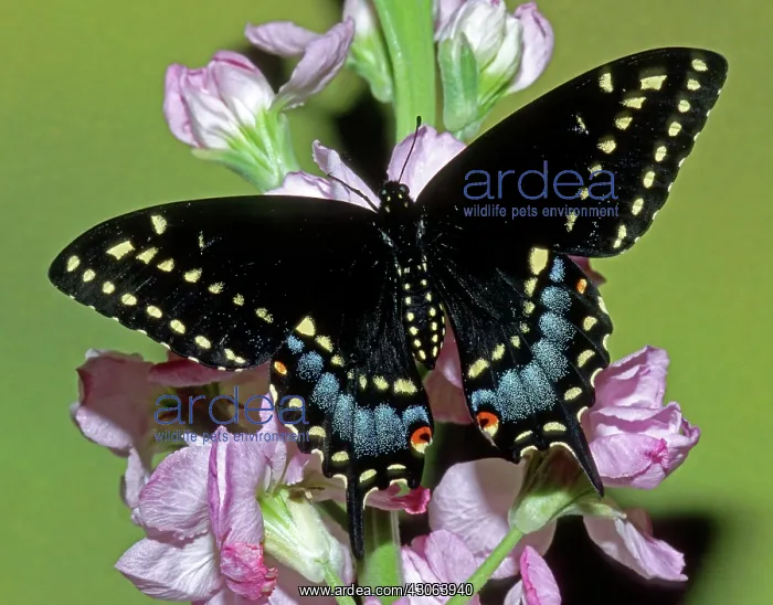 : Eastern Black Swallowtail Butterfly : Eastern Black Swallowtail Butterfly