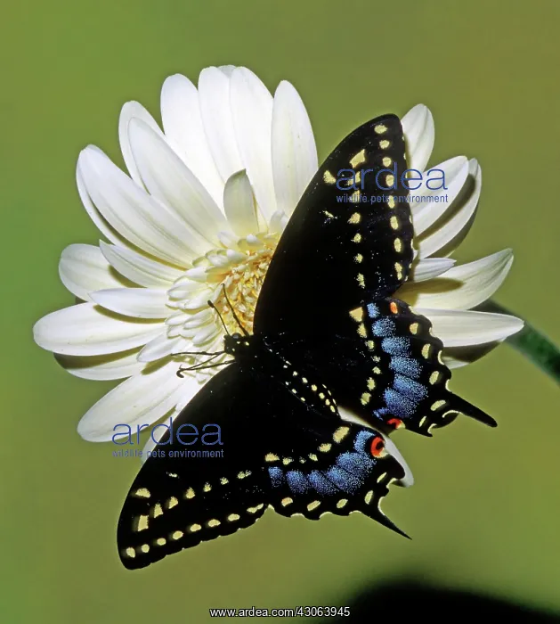 : Eastern Black Swallowtail Butterfly : Eastern Black Swallowtail Butterfly