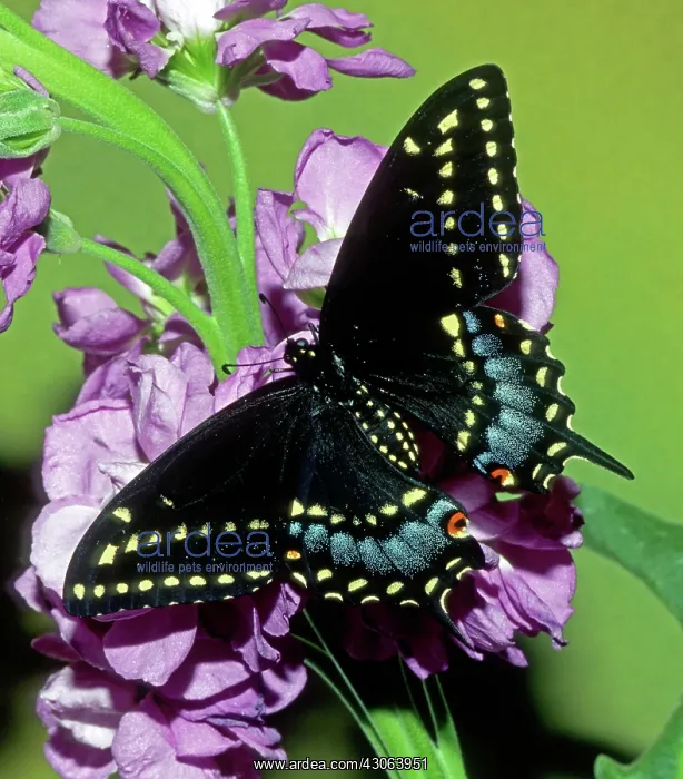 : Eastern Black Swallowtail Butterfly : Eastern Black Swallowtail Butterfly