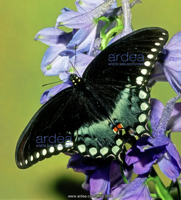 : Eastern Black Swallowtail Butterfly : Eastern Black Swallowtail Butterfly
