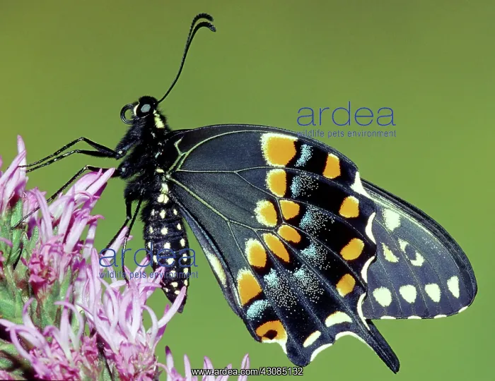 : Eastern Black Swallowtail Butterfly : Eastern Black Swallowtail Butterfly