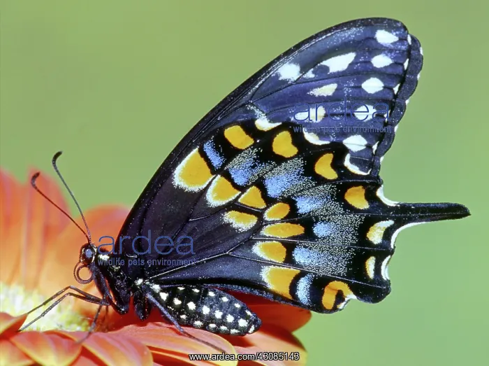 : Eastern Black Swallowtail Butterfly : Eastern Black Swallowtail Butterfly