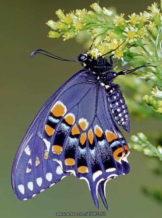 : Eastern Black Swallowtail Butterfly : Eastern Black Swallowtail Butterfly