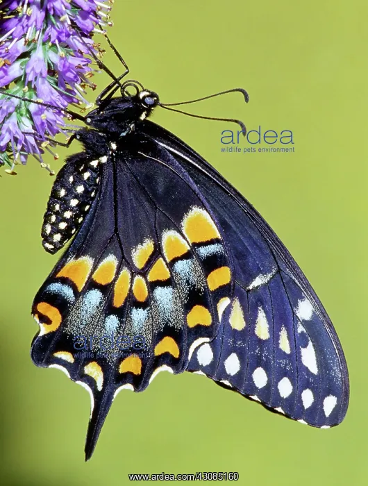 : Eastern Black Swallowtail Butterfly : Eastern Black Swallowtail Butterfly