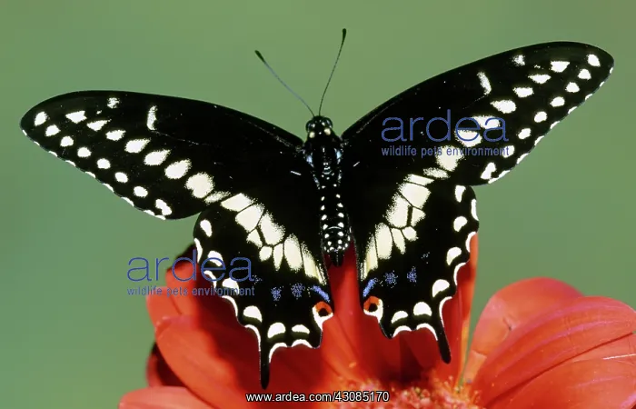 : Eastern Black Swallowtail Butterfly : Eastern Black Swallowtail Butterfly