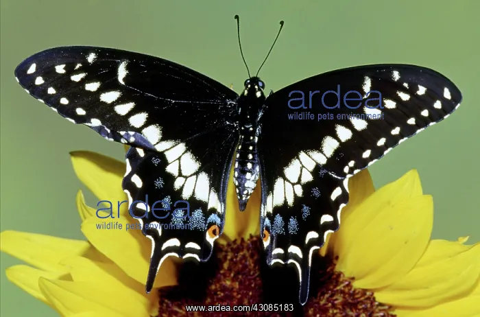  : Eastern Black Swallowtail Butterfly