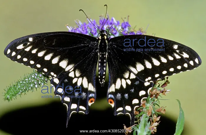 : Eastern Black Swallowtail Butterfly : Eastern Black Swallowtail Butterfly