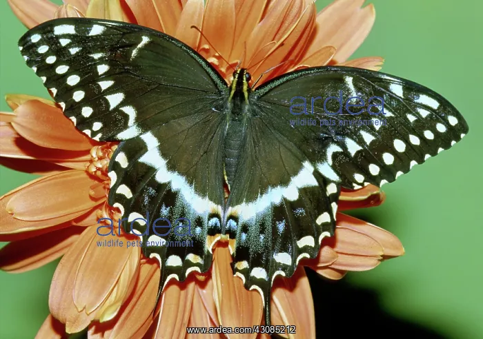  : Eastern Black Swallowtail Butterfly