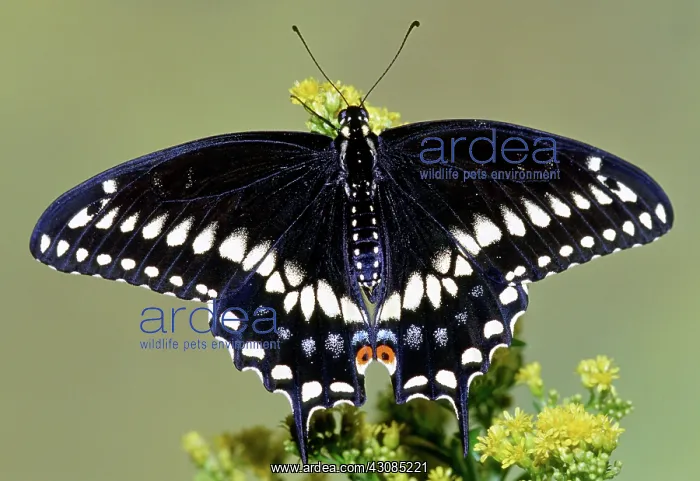 : Eastern Black Swallowtail Butterfly : Eastern Black Swallowtail Butterfly
