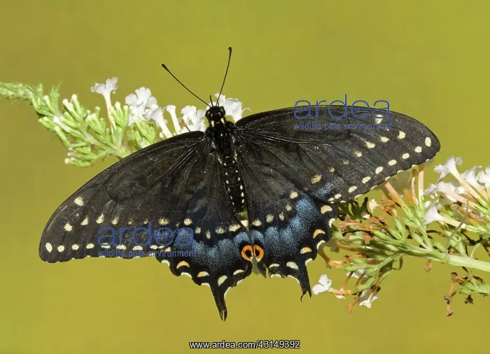 : Eastern Black Swallowtail Butterfly : Eastern Black Swallowtail Butterfly
