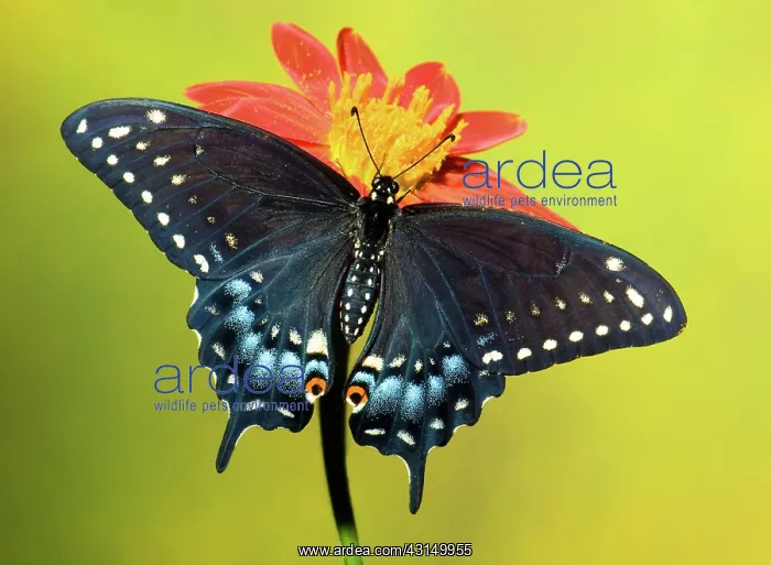: Eastern Black Swallowtail Butterfly : Eastern Black Swallowtail Butterfly