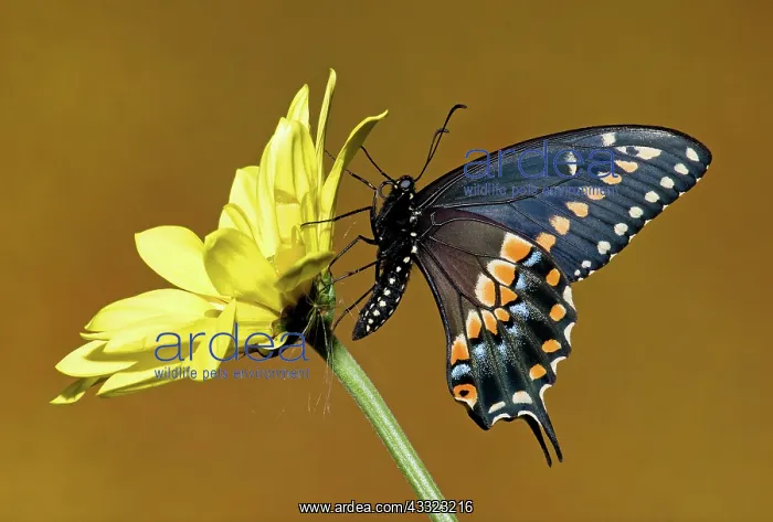 : Eastern Black Swallowtail Butterfly : Eastern Black Swallowtail Butterfly