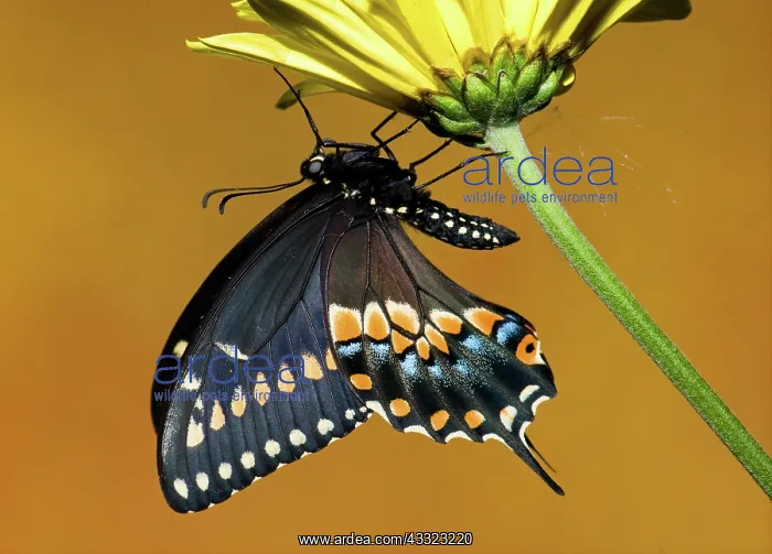 : Eastern Black Swallowtail Butterfly : Eastern Black Swallowtail Butterfly
