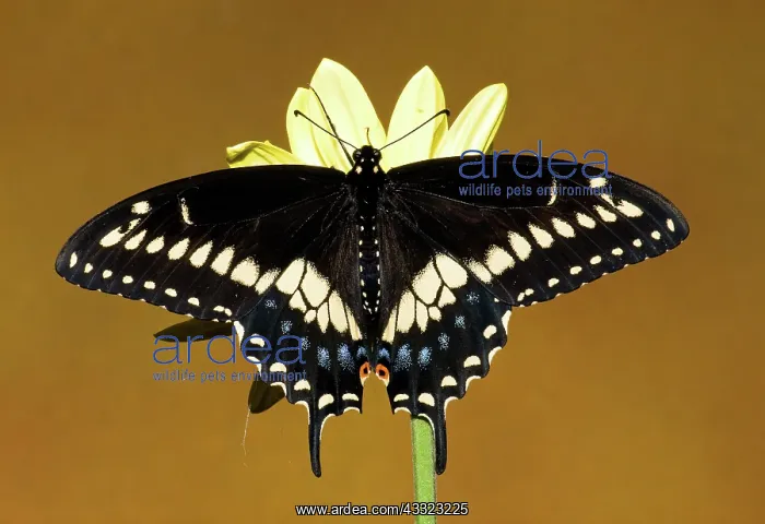: Eastern Black Swallowtail Butterfly : Eastern Black Swallowtail Butterfly