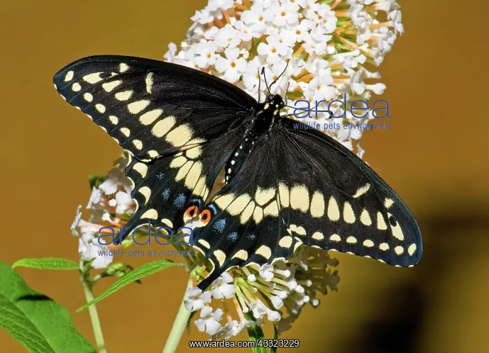 : Eastern Black Swallowtail Butterfly : Eastern Black Swallowtail Butterfly