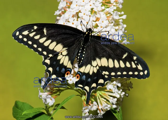 : Eastern Black Swallowtail Butterfly : Eastern Black Swallowtail Butterfly