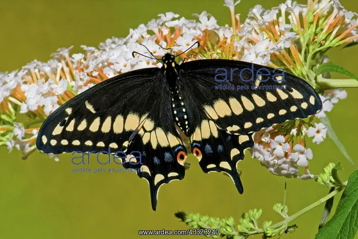 : Eastern Black Swallowtail Butterfly : Eastern Black Swallowtail Butterfly