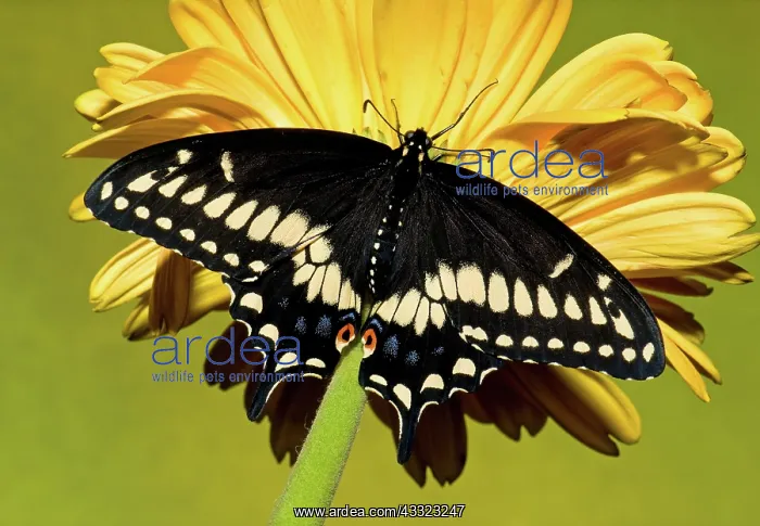: Eastern Black Swallowtail Butterfly : Eastern Black Swallowtail Butterfly