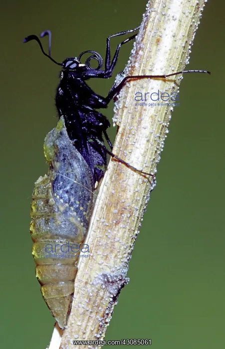 : Eastern Black Swallowtail metamorphosis